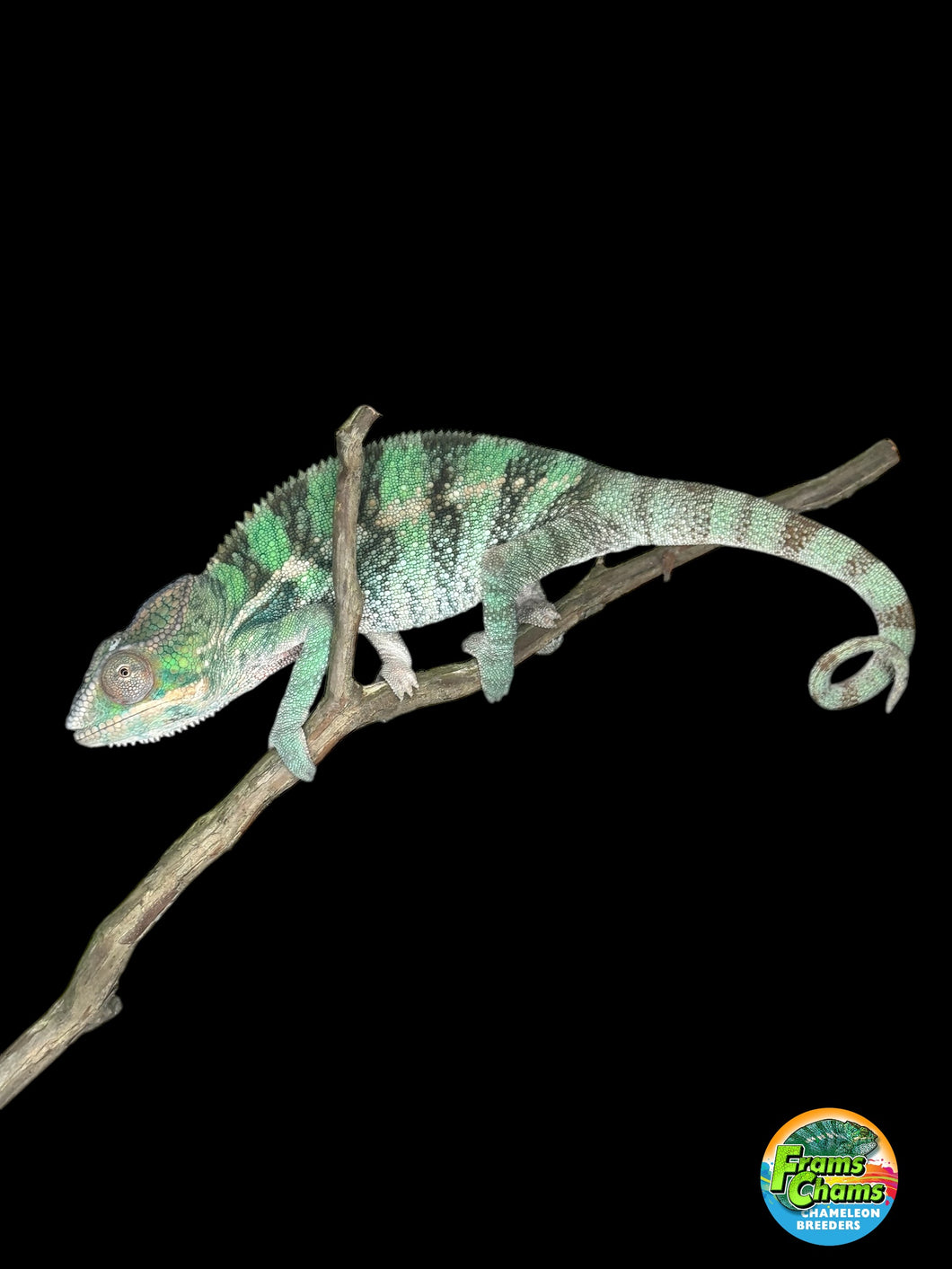 AMBILOBE Panther Chameleon: (E5)