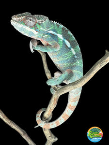 AMBILOBE Male Panther Chameleon: (E14)