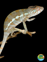 Load image into Gallery viewer, Female Nosy Be Panther Chameleon | (E8)
