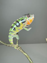 Load image into Gallery viewer, SAMBAVA Panther Chameleon: Marley x Mabel (E27)
