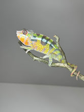 Load image into Gallery viewer, SAMBAVA Panther Chameleon: Marley x Mabel (E27)
