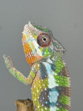 Load image into Gallery viewer, SAMBAVA Panther Chameleon: Marley x Mabel (E27)
