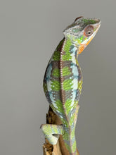 Load image into Gallery viewer, SAMBAVA Panther Chameleon: Marley x Mabel (E27)
