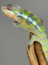 Load image into Gallery viewer, SAMBAVA Panther Chameleon: Marley x Mabel (E27)
