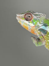 Load image into Gallery viewer, SAMBAVA Panther Chameleon: Marley x Mabel (E27)
