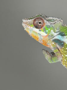 SAMBAVA Panther Chameleon: Marley x Mabel (E27)