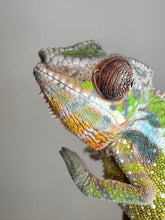 Load image into Gallery viewer, SAMBAVA Panther Chameleon: Marley x Mabel (E27)
