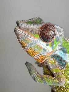 SAMBAVA Panther Chameleon: Marley x Mabel (E27)