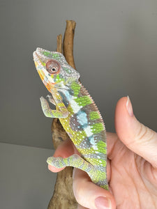 SAMBAVA Panther Chameleon: Marley x Mabel (E27)