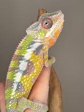 Load image into Gallery viewer, SAMBAVA Panther Chameleon: Marley x Mabel (E27)
