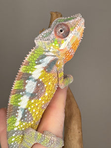 SAMBAVA Panther Chameleon: Marley x Mabel (E27)