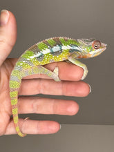 Load image into Gallery viewer, SAMBAVA Panther Chameleon: Marley x Mabel (E27)
