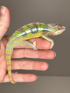 SAMBAVA Panther Chameleon: Marley x Mabel (E27)