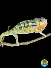 Load image into Gallery viewer, SAMBAVA Panther Chameleon: Marley x Mabel (E27)
