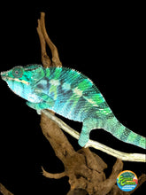 Load image into Gallery viewer, Ambilobe Panther Chameleon (E20)
