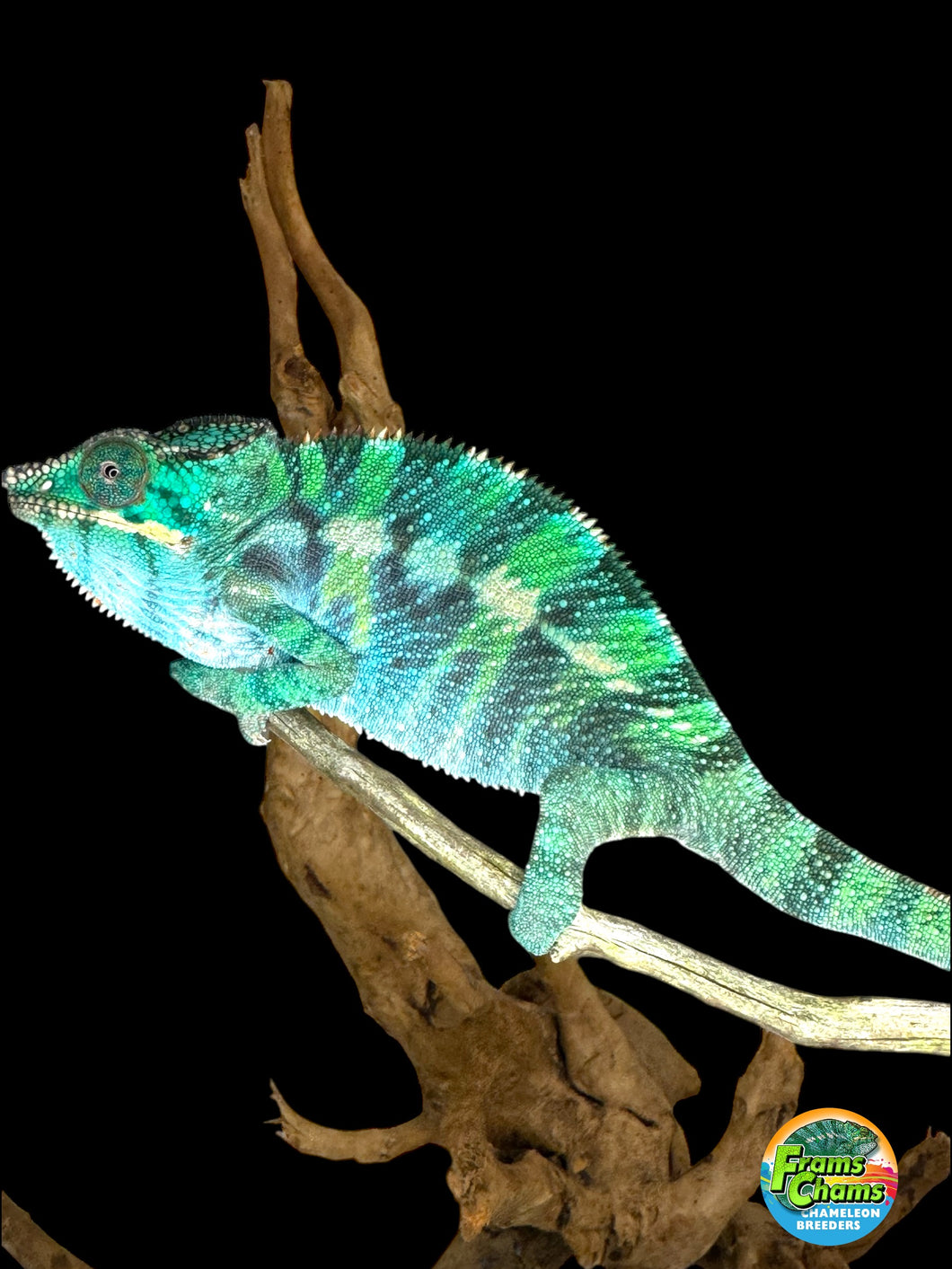 Ambilobe Panther Chameleon (E20)