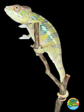 Load image into Gallery viewer, AMBILOBE Panther Chameleon: (E16)
