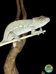 AMBILOBE FEMALE Panther Chameleon: 🚺 (E11)