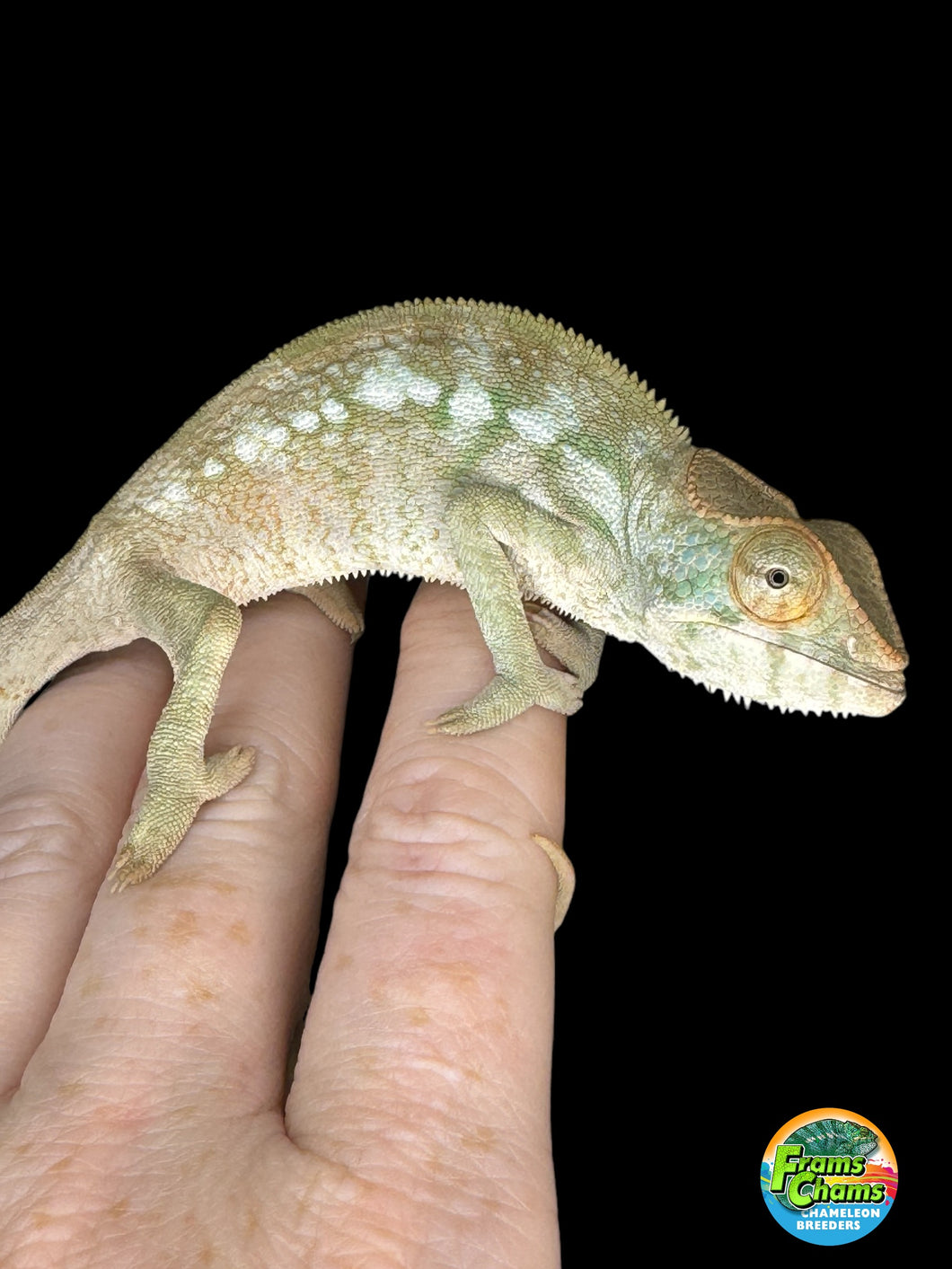 NOSY BE FEMALE Panther Chameleon: 🚺 (S7)