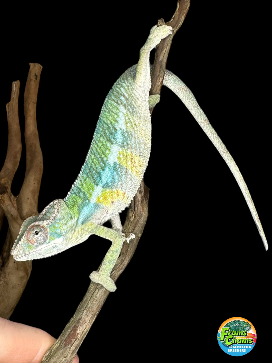 AMBILOBE Panther Chameleon: (E1)