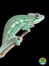 Load image into Gallery viewer, AMBILOBE Panther Chameleon: (E3)
