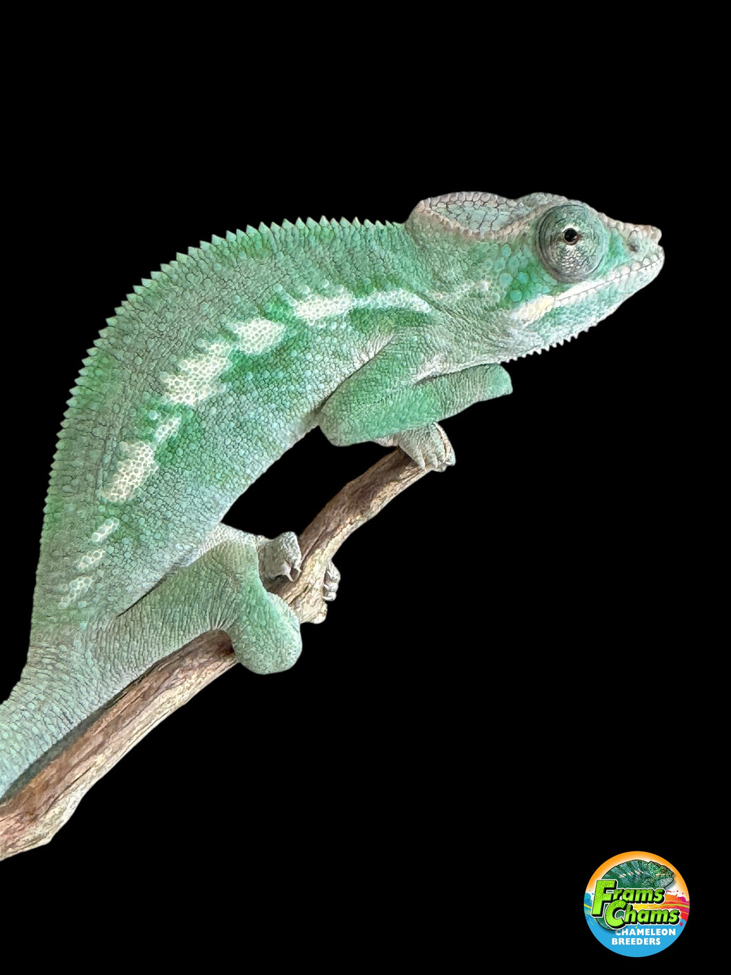 AMBILOBE Panther Chameleon: (E3)