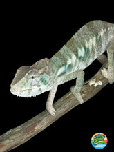 Load image into Gallery viewer, AMBILOBE Panther Chameleon: (E12)
