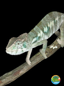 AMBILOBE Panther Chameleon: (E12)