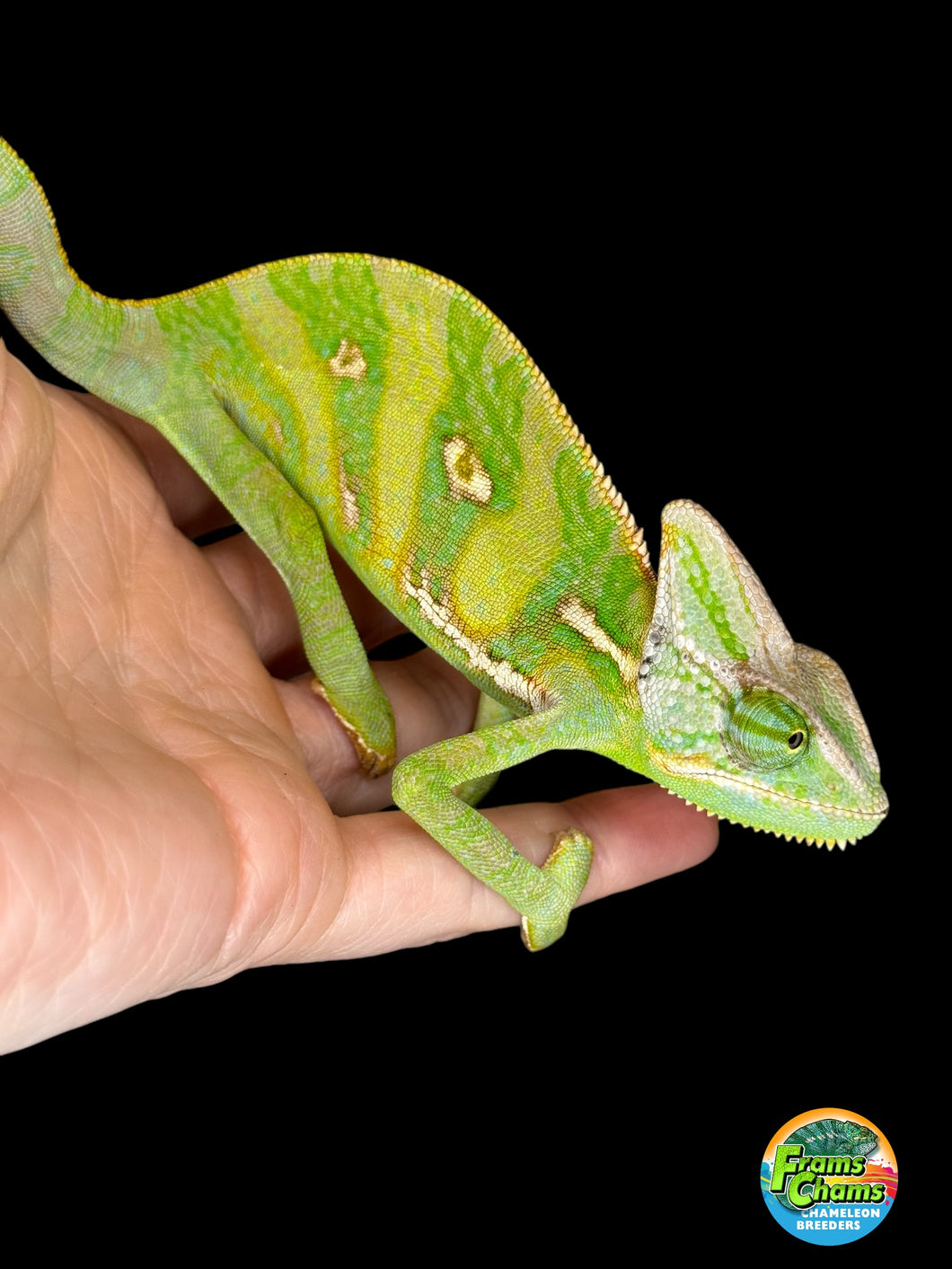 *LAST ONE* MALE Veiled Chameleon