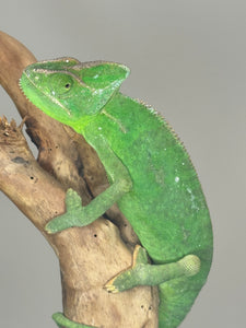 FEMALE Veiled Chameleon (E4)