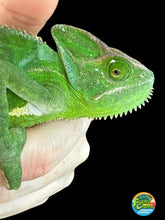 Load image into Gallery viewer, FEMALE Veiled Chameleon (E4)
