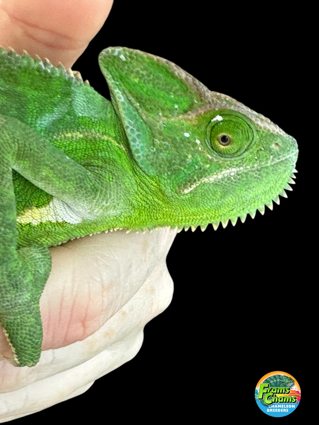 FEMALE Veiled Chameleon (E4)