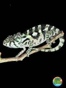 SAMBAVA Panther Chameleon: (E31)