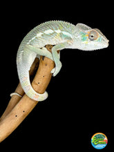 Load image into Gallery viewer, SURPRISE! Panther Chameleon: (E32)
