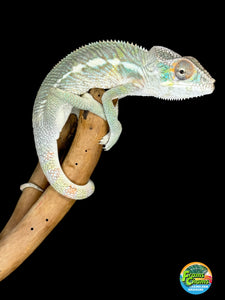 SURPRISE! Panther Chameleon: (E32)