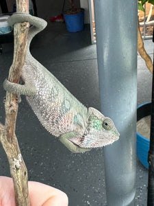 AMBILOBE Panther Chameleon: (E7)