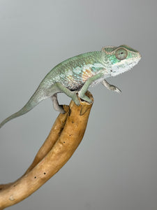 AMBILOBE Panther Chameleon: (E7)