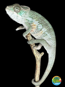 AMBILOBE Panther Chameleon: (E7)