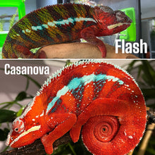 Load image into Gallery viewer, AMBILOBE Panther Chameleon: (E7)
