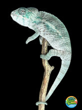 Load image into Gallery viewer, Designer Panther Chameleon: (E16)
