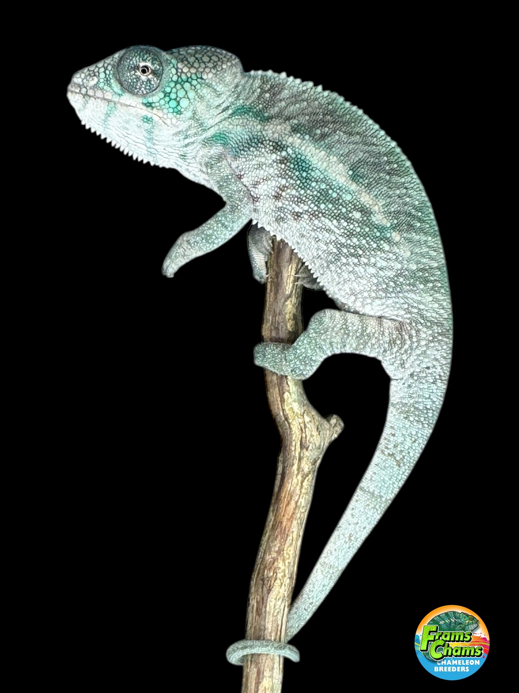 洋楽 The Chameleons 9th 12EP Pre-Order: LAST OFFSPRING from this sire! - Ambilobe group