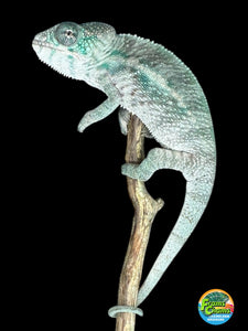 Designer Panther Chameleon: (E16)