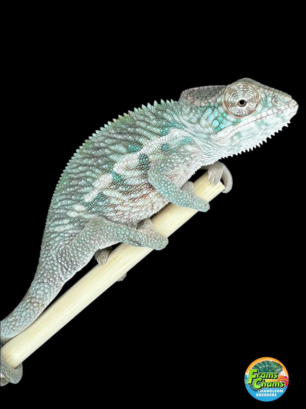 Designer Panther Chameleon: (E17)