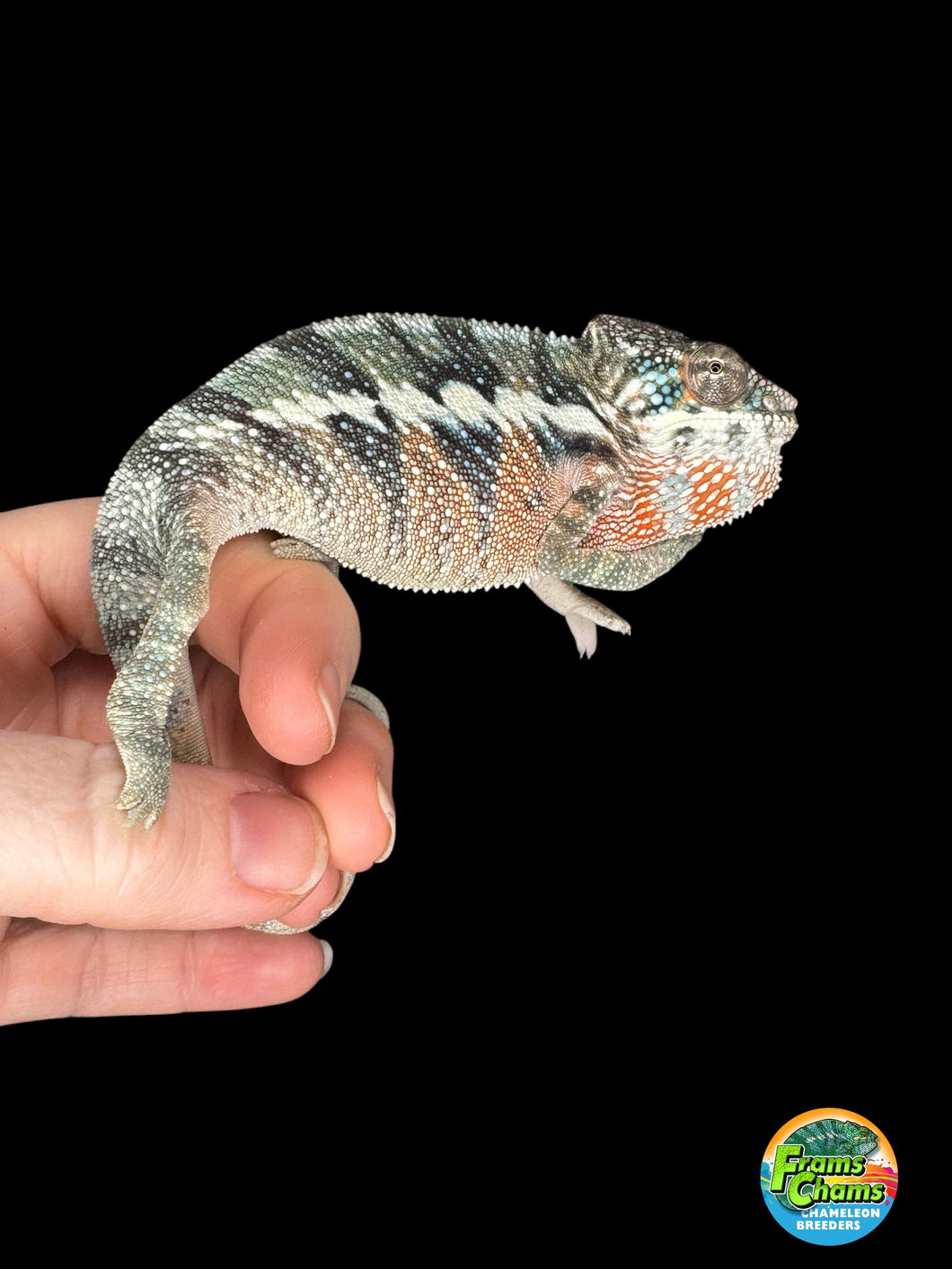 AMBILOBE Panther Chameleon: (E8)