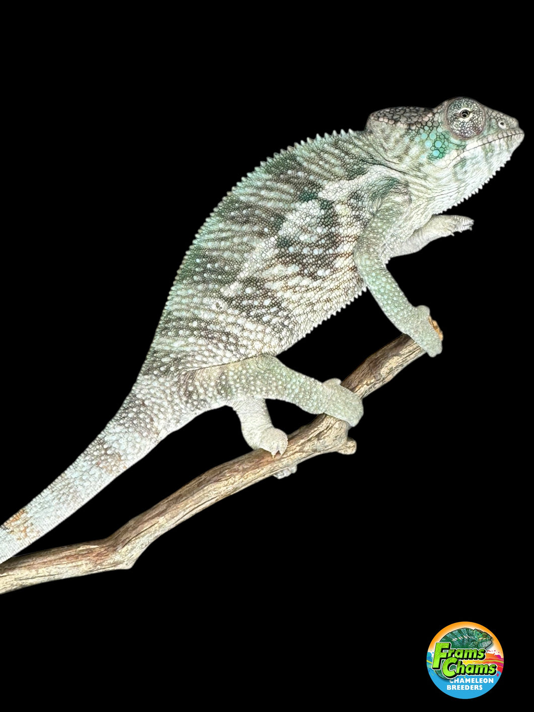 AMBILOBE Panther Chameleon: (E13)