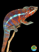 Load image into Gallery viewer, AMBANJA Panther Chameleon: (E23)
