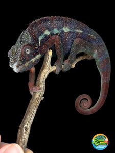 AMBANJA Panther Chameleon: (E15)