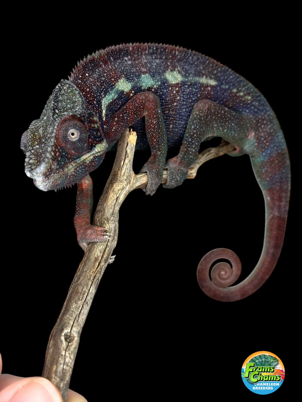 AMBANJA Panther Chameleon: (E15)