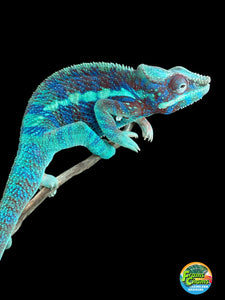 AMBANJA Panther Chameleon: (J6)