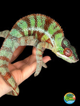 Load image into Gallery viewer, AMBANJA Panther Chameleon: (J8)
